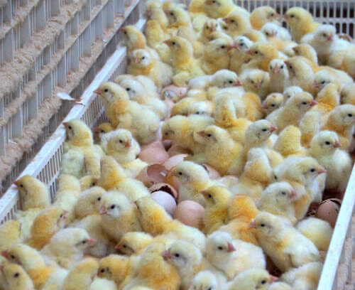 Cobb 500 Day-Old Chicks
