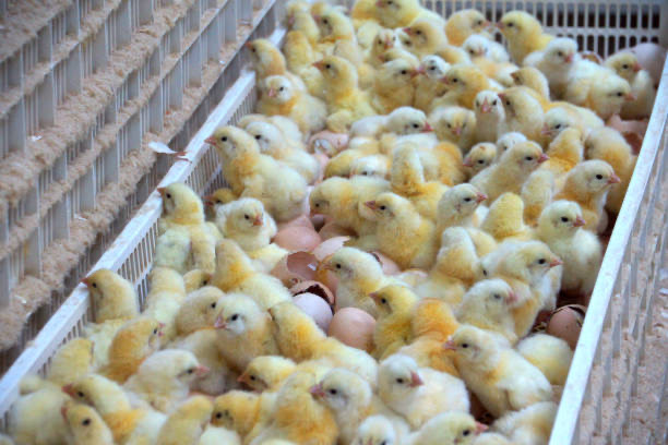 Cobb 500 Day-Old Chicks