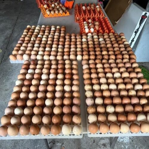 KENCHIC FERTILIZED EGGS
