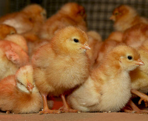 ISA BROWN DAY-OLD CHICKS AVAILABLE