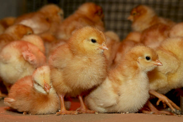ISA BROWN DAY-OLD CHICKS AVAILABLE