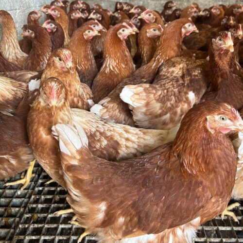 ISA BROWN 18 WEEK-OLD PULLETS AVAILABLE