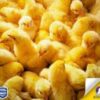 Kenchic Kenya’s Role in Supporting Local Farmers