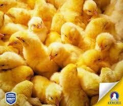 Kenchic Kenya’s Role in Supporting Local Farmers