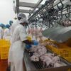 Kenchic Kenya’s Commitment to Quality and Hygiene