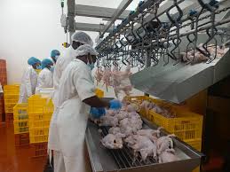 Kenchic Kenya’s Commitment to Quality and Hygiene