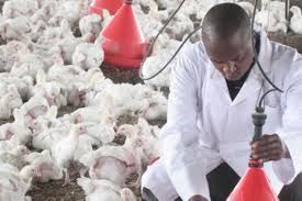 Kenchic Kenya’s Community Engagement Initiatives